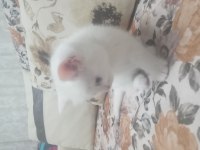 Orjinal şecereli british shorthair