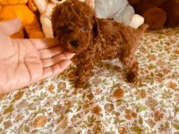 Ruhsatlı Köpek Çiftliğinden Toy Poodle Yavrularımız