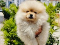 Pomeranian yavruları