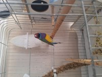 Erkek Gouldian (Gök kuşağı) Finch