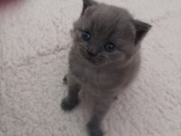 British shorthair dişi
