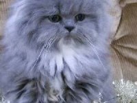 British Longhair Yavrular Evinizin Neşesi Olacaktır