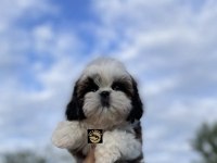 Pets World Kentpark Shih Tzu