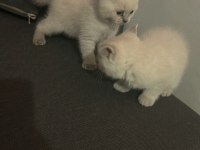 Siyam kedisi 2 aylık yavru