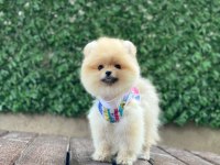Güzellik harikası pomeranian bebekler