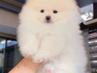 Dişi ve erkek teddy bear garantili pomeranian yavrularım