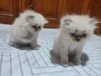 İran Persian Bebişler