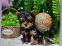 TEACUP YORKSHİRE YAVRULARIMIZ