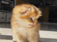 Küçük british longhair aslana yuva arıyoruz