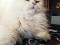 1 buçuk yaşında şecereli erkek british longhair