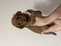 Orijinal Kore Poodle Dişi Ve Erkek
