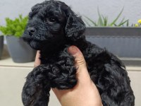 Black Toy Poodle Bebeklerimiz
