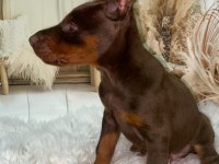Safkan kızıl doberman yavruları