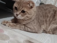 Sahiplendirmek istiyorum scottish fold kedimizi