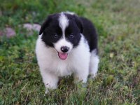 Border collie mükemmel yavrularımız
