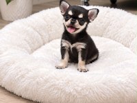 Micro mini chıhuahua