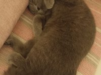 SEVECEN, SAKİN ERKEK BRITISH SHORTHAIR