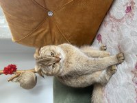 Oyuncu scottish fold bebiş