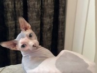 2 yaşında erkek uysal her hayvanla geçinebilen sphynx