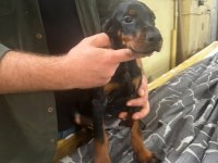 A+ Plus Doberman Yavrularımız