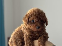 Tuvalet eğitimli toy poodle yavrular