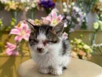 İKİ GÖZÜ DE GÖRMÜYOR KEDİMİZİN ÇOK ACİL YUVA