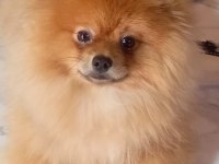 Sağlıklı pomeranian yavrular