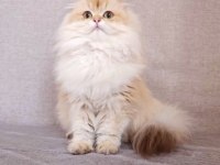 By11 ve Cy1103 Safkan Şecereli British Longhair Yavru