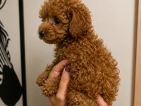 Toy Poodle Yavru Erkek Ve Dişi Yavrular Ücretsiz Teslimat