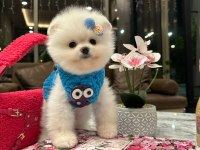 Safkan Ayıcık Surat Pomeranian Ponni