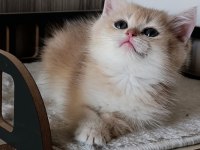 Lilac golden erkek yavru kedimiz
