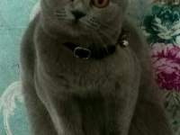 Scottish fold dişi