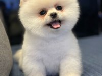 Pomeranian boo yavrularımız