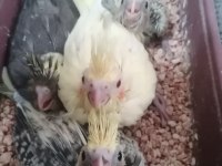1 aylık sultan papağanı yavruları