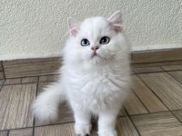 Asil yakışıklı british longhair oğlumuz
