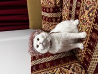 YAVRU KEDİME AİLE ARIYORUM