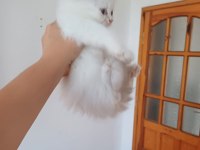 2.5 aylık british longhair kaliteli bebekler