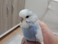 Jumbo yavrum