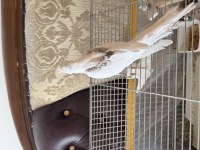 2.5 aylık kiremit rengi heavy sultan papağanı ısırmaz