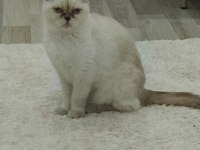 beyaz scottish fold prenses