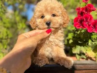 ORJİNAL GÜLER YÜZLÜ MALTİPOO YAVRUM