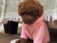 Poodle Yavrularımız