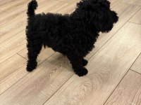 Toy poodle 2 aylık erkek çok akıllı wc eğitimli