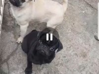 ORJİNAL SIFIR BURUN VE KUYRUK DİŞİ VE ERKEK PUG