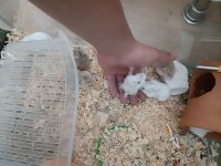 ÜRETİCİDEN SAĞLIKLI HAMSTERLAR 2 FARKLI IRK VAR