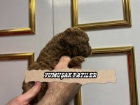 SEVİMLİ IRK TOY POODLE