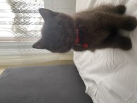 British shorthair çikolata point
