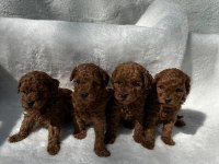 Ruhsatlı poodle evinden erkek dişi yavrularımız 