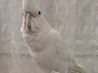FULL EVCİL KAKADU PAPAĞANI