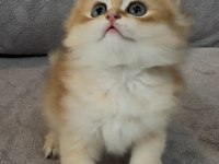 Yakışıklı safkan bir golden british longhair prens